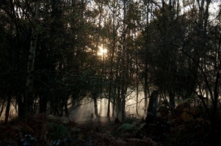  The Mysterious Woods 
